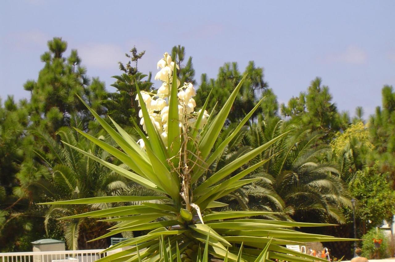 Ikaria Village-Ground Floor Apartment No 4 Hlóraka Kültér fotó